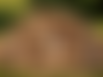 Welk hout gebruik je op jouw Piket Plancha?