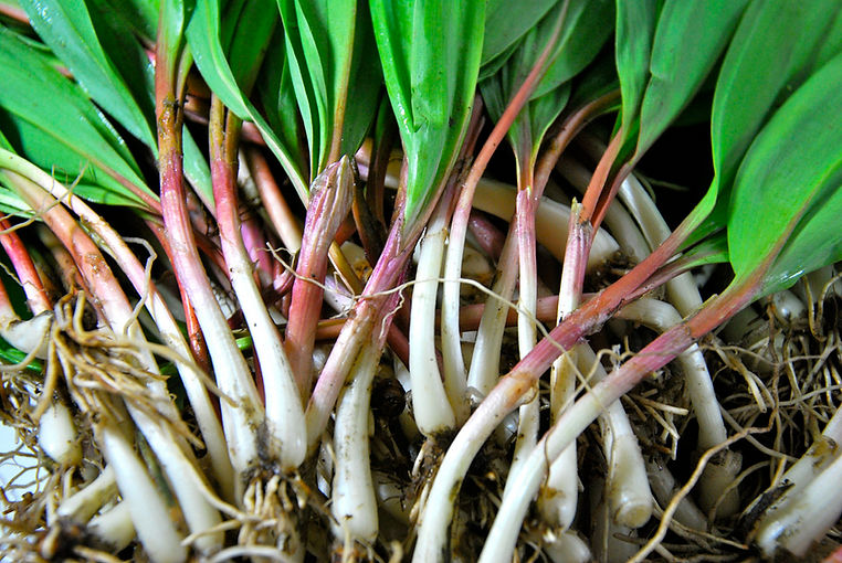 ramps.JPG
