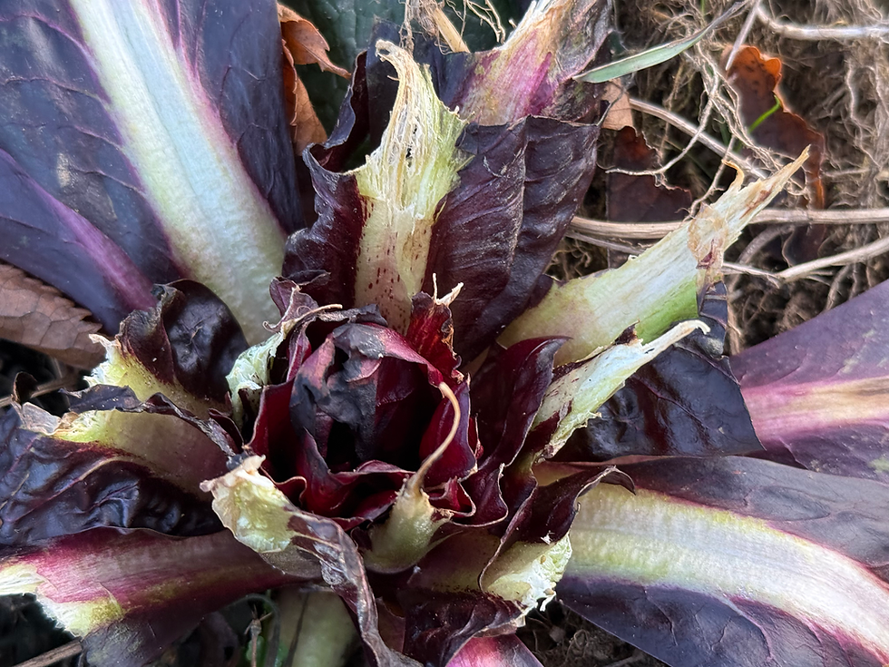 UNGEBETENE GÄSTE HATTEN...