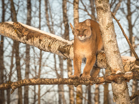 Take Action By 1 p.m. Feb. 11 to Help Cougars