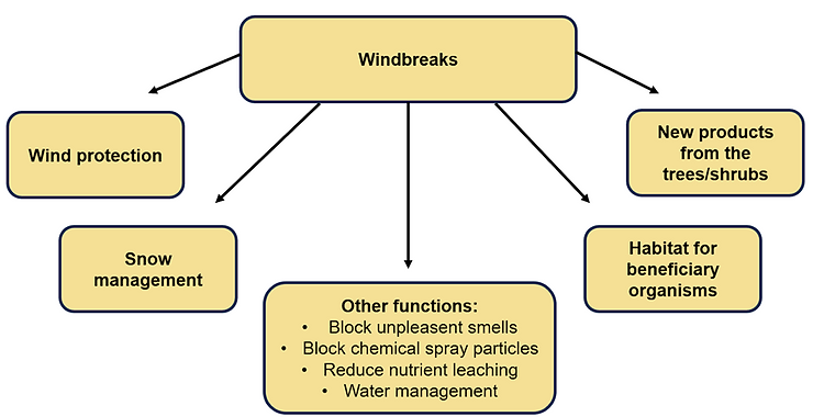The most common functions that windbreaks have in farming