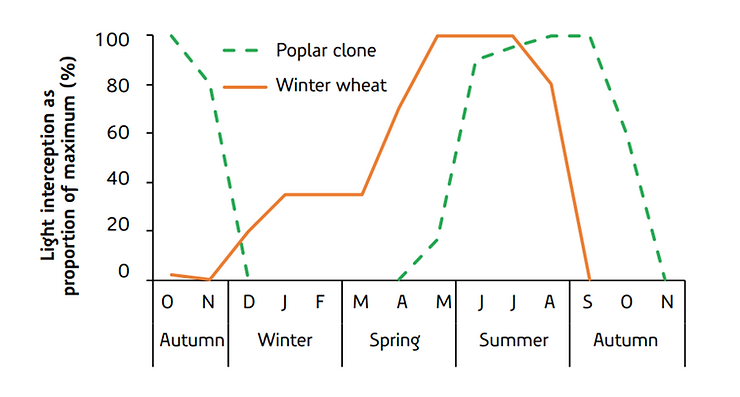 Complementary light interception of poplar hybrid Gibecq and winter wheat