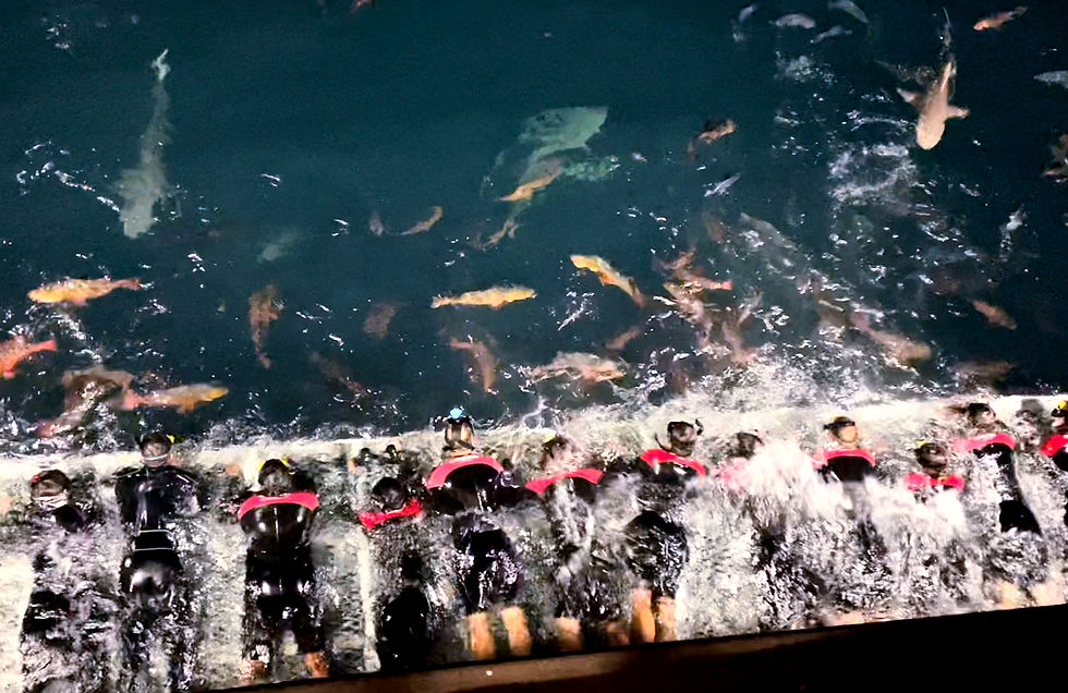 Diver's Den Liveaboard