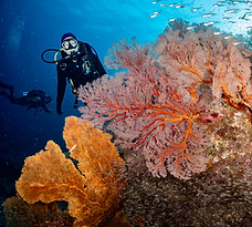 Diving photo of Rachel and Ibe