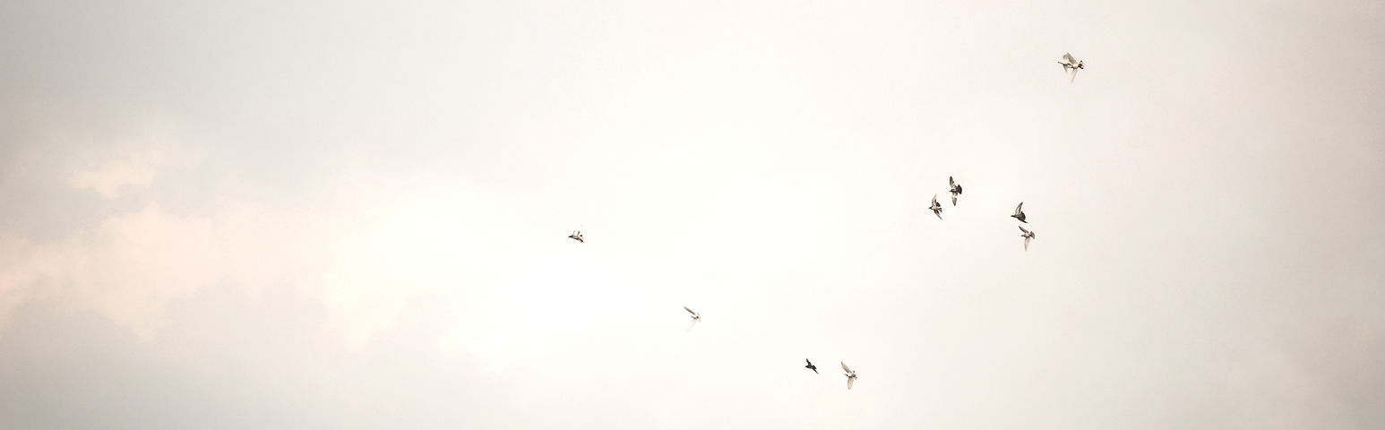 A flock of birds flying in a cloudy sky_