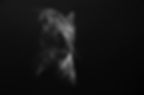 The night stalker
