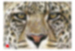 Leopard eyes SOLD
