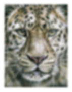 Leopard stare - £2,095