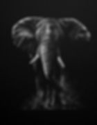 Tembo - £595