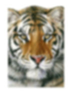 Tiger tiger - £1,995