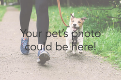 Dog with text over top saying "Your Pet's photo could be here!"