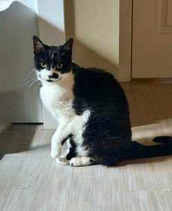 Tuxedo cat