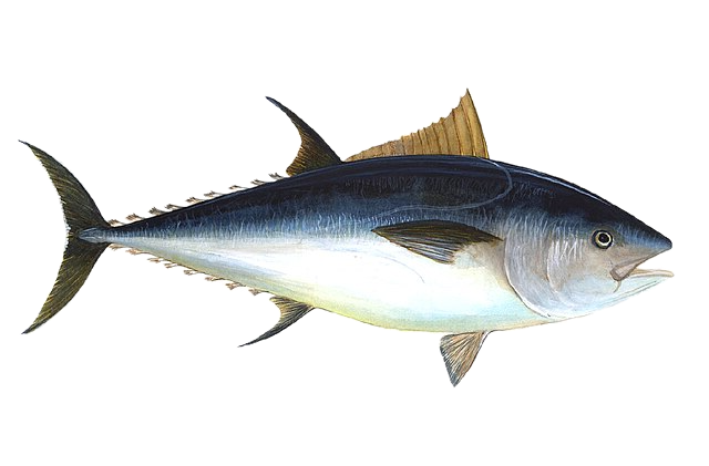 Bluefin-big_edited_edited.png