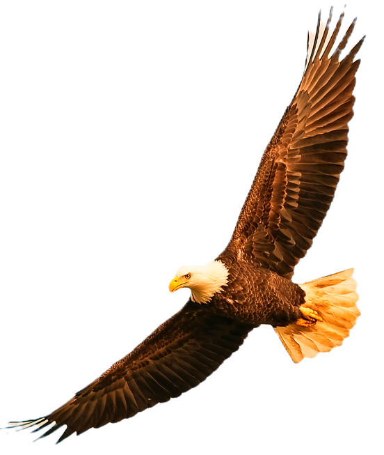 Eagle Flying