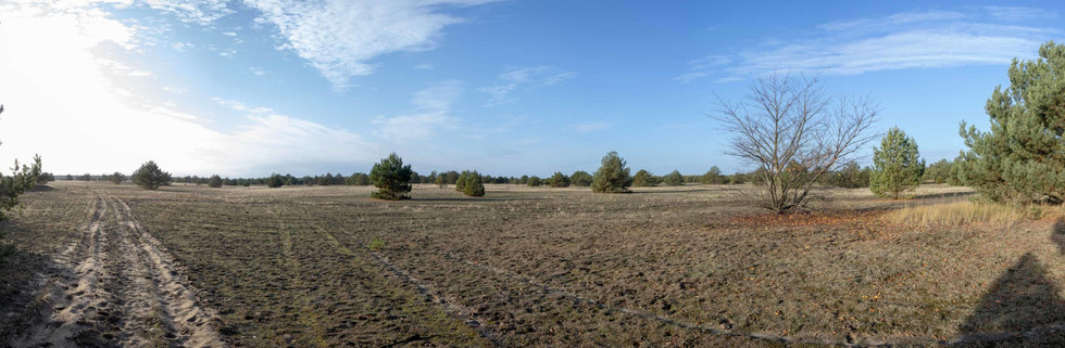 Langsame Sukzession bei der Lieberoser Wüste