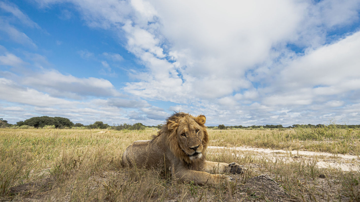 Eric_Herrmann_Löwe_Savuti-Botswana.jpg