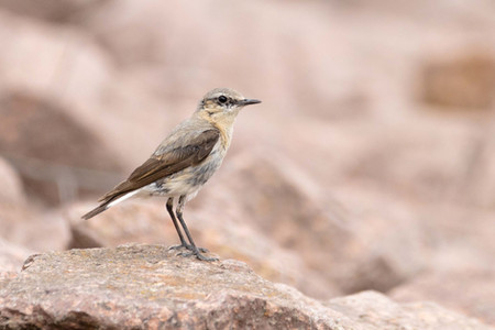 Ein Steinschmätzer im typischen Habitat am Geiseltalsee