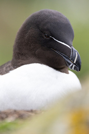 Razorbill im Portrait auf der Insel Lunga