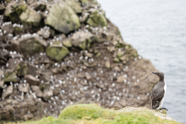 Trottellumme vor dem Harp Rock auf der Insel Lunga