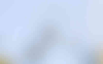 Bienenfresser auf einem Baum beim Geiseltalsee in Sachsen Anhalt