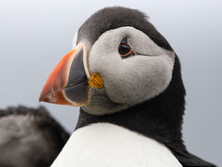 Papageientaucher in Schottland fotografieren – Isle Lunga und Staffa