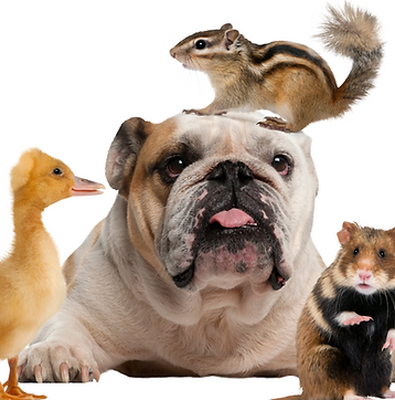 photos animaux differents.png