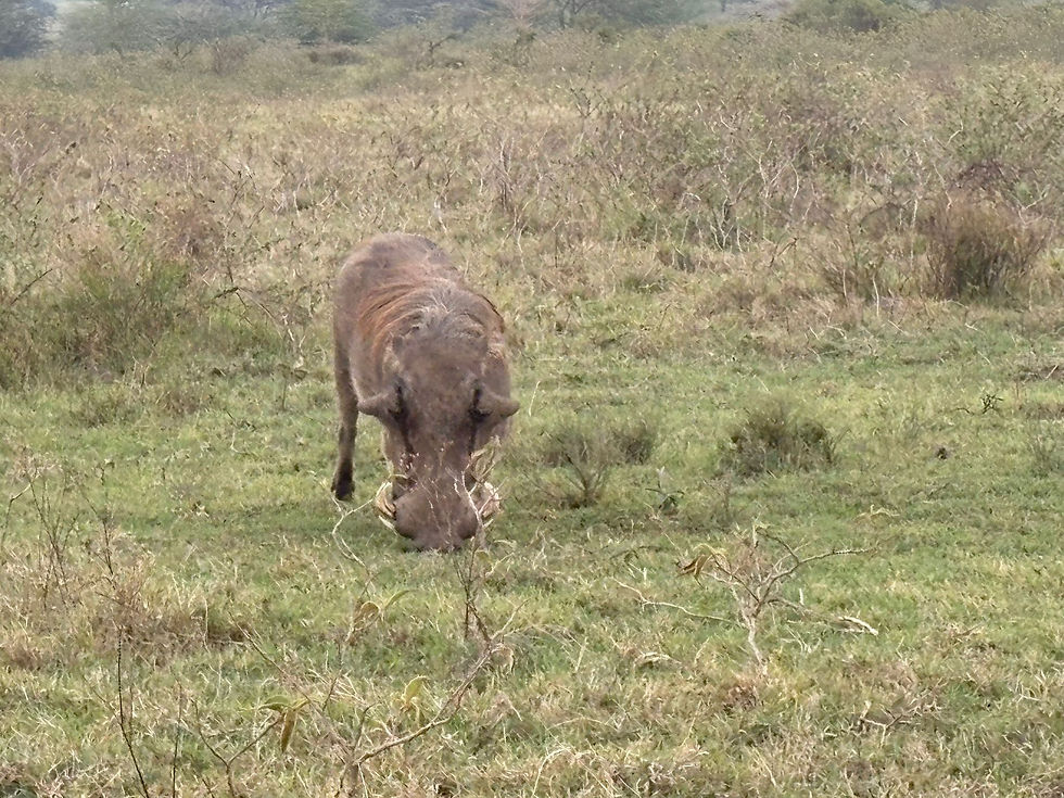 From Iten’s Hills to Nakuru’s Wildlife: A Kenyan Journey