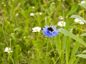 Buzz to Zzzz, Zzzz to Buzz