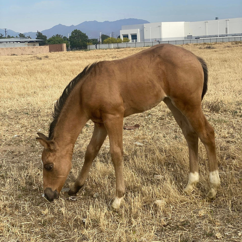 Foal by 007 Bond