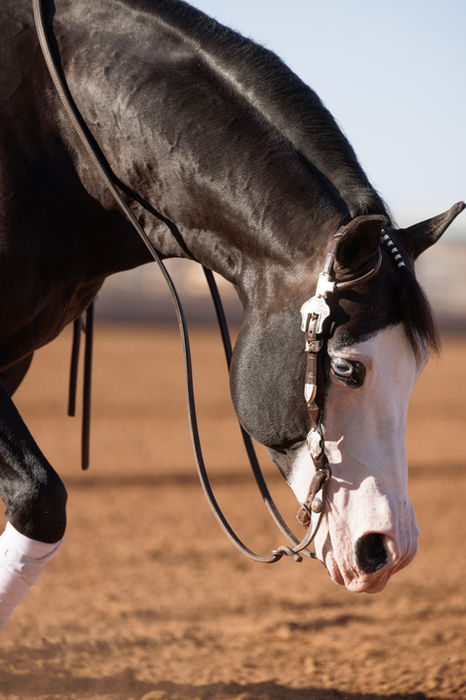 007 Bond in work, photo taken of his head which is relaxed, ears forward and alert