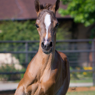 Diesel Filly - D08A1533.jpg