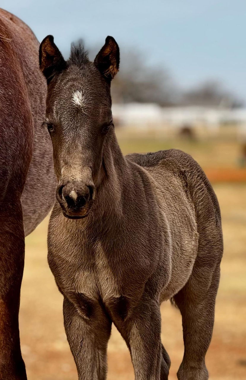Foal by 007 Bond