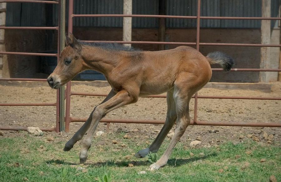 Foal by 007 Bond