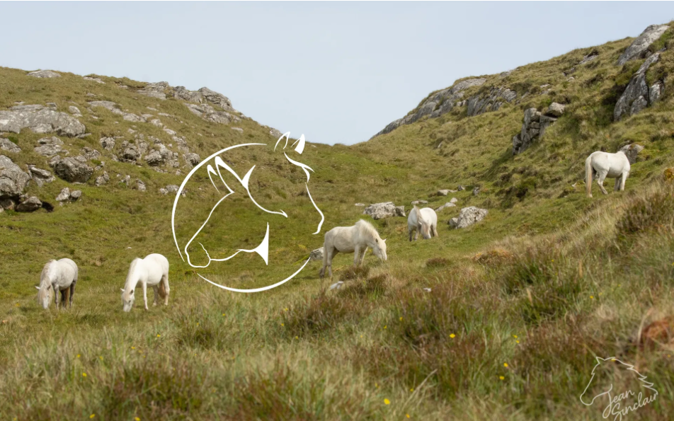 What Wild Horses Can Teach Us: Designing Track Systems That Put Horse Health First