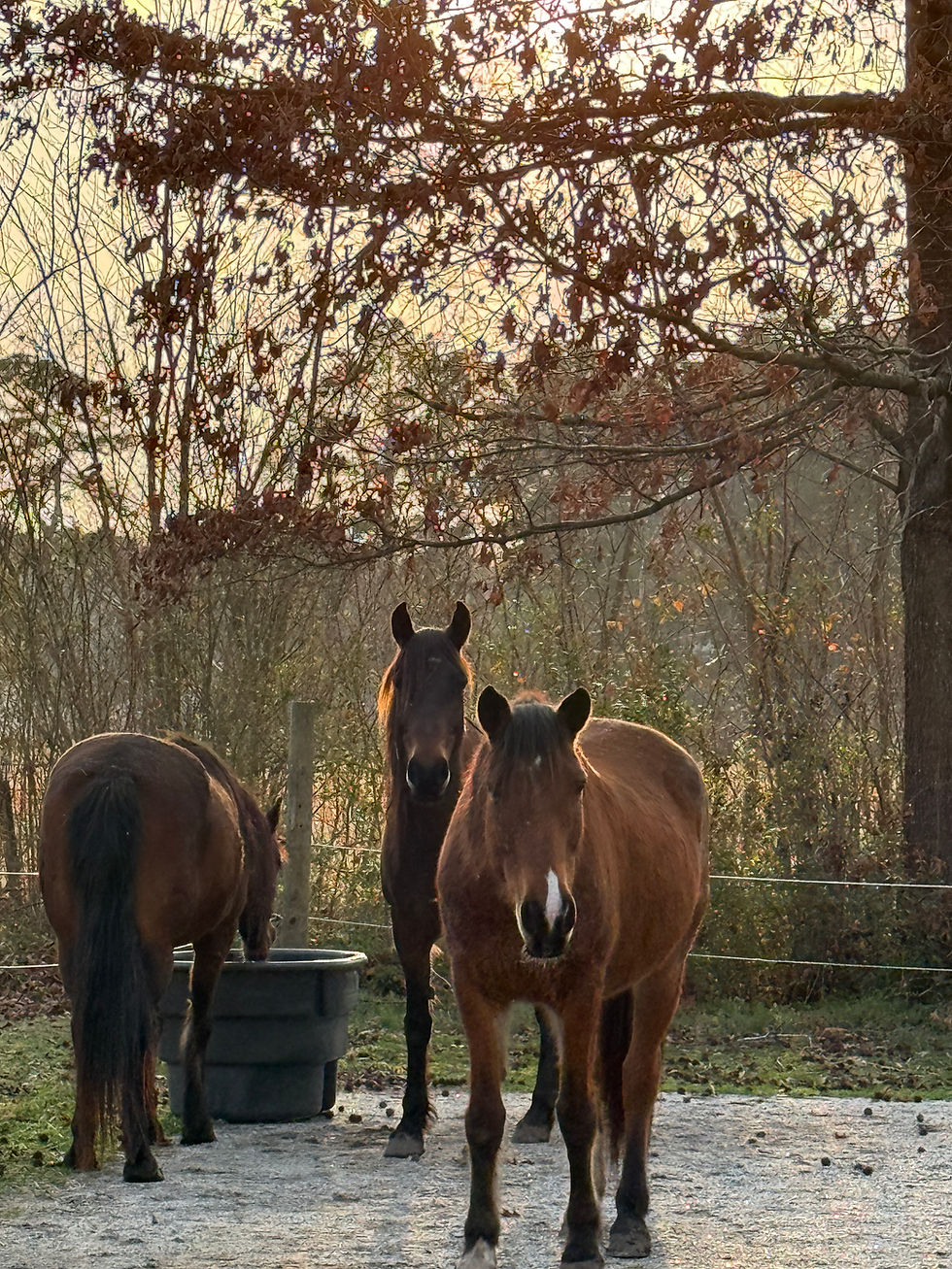 Native Plants for Horse Properties: Practical Strategies for Healthier Land and Happier Horses