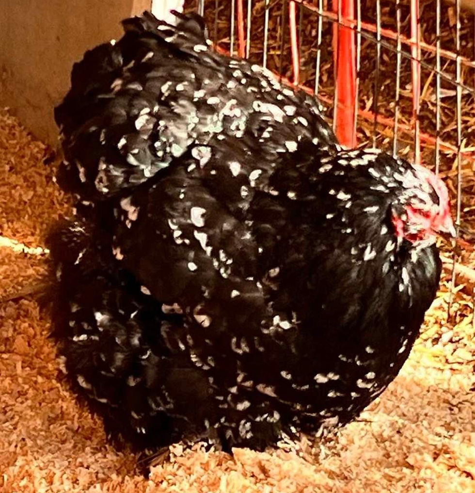 Thumbnail: 12 LF Mottled hatching eggs