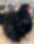 Thumbnail: CHICKS- Frizzled and smooth, blue, splash. 6 pack. ( Breeders choice)