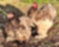Thumbnail: CHICKS- Frizzled and smooth, blue, splash. 6 pack. ( Breeders choice)