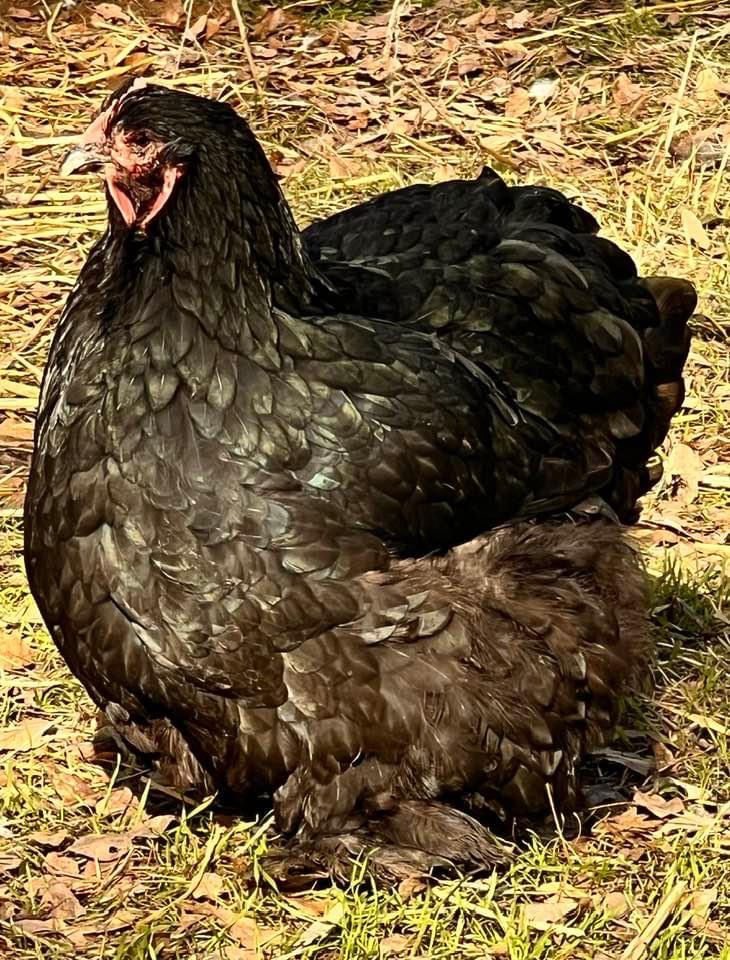 Thumbnail: 12 Eggs SHOW QUALITY Black and Blue Large Fowl Cochin eggs + Frizzled
