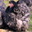 Thumbnail: 12 Eggs SHOW QUALITY Black and Blue Large Fowl Cochin eggs + Frizzled