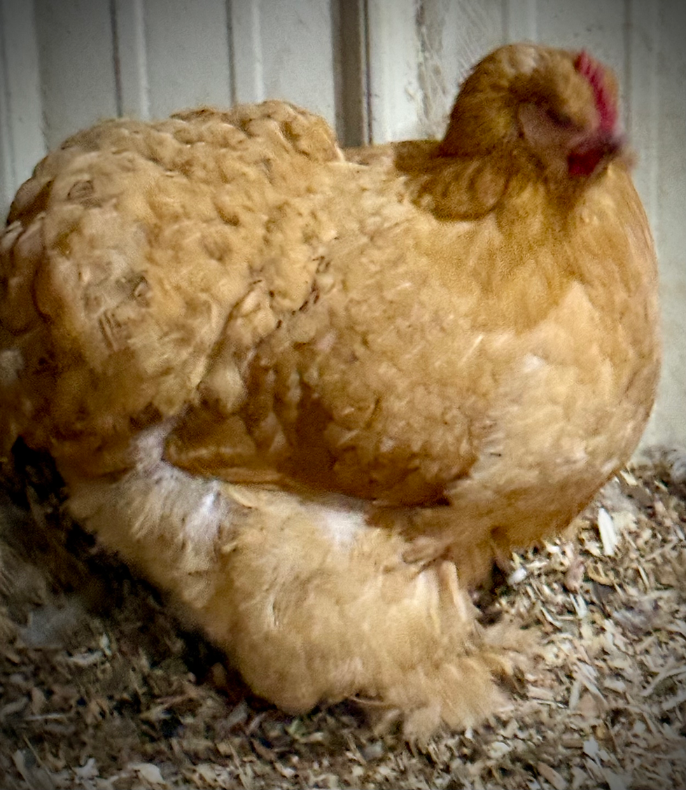Thumbnail: CHICKS- buff large fowl 6 pack
