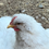 Thumbnail: Large Fowl LF White Cochin-12 hatching eggs