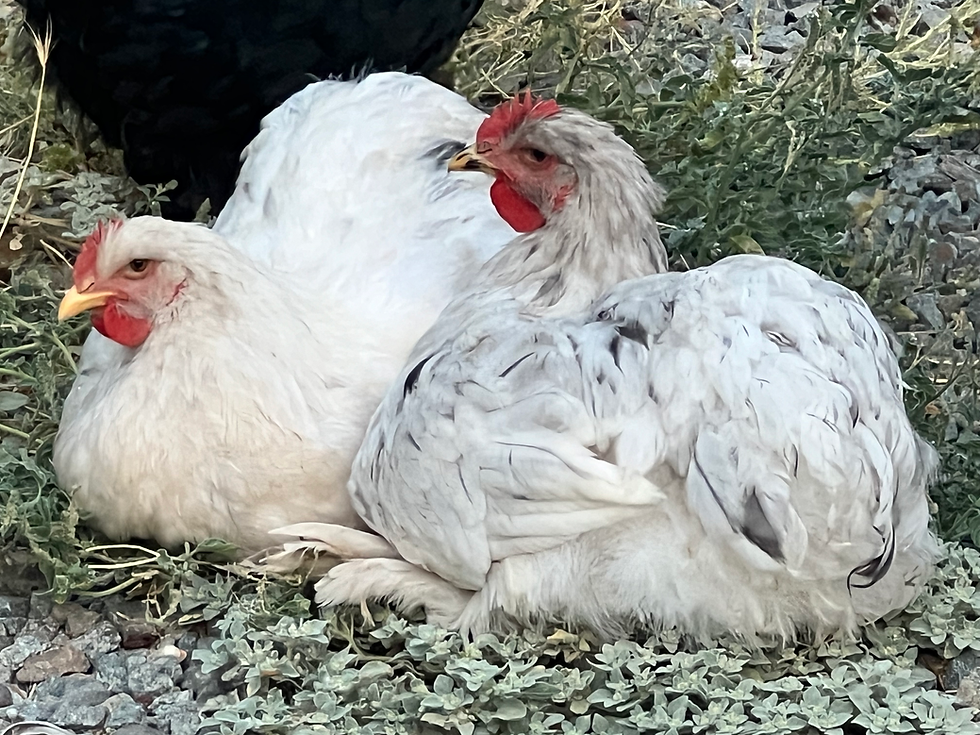 Thumbnail: MIXED DOZEN COCHIN hatching eggs, Free shipping