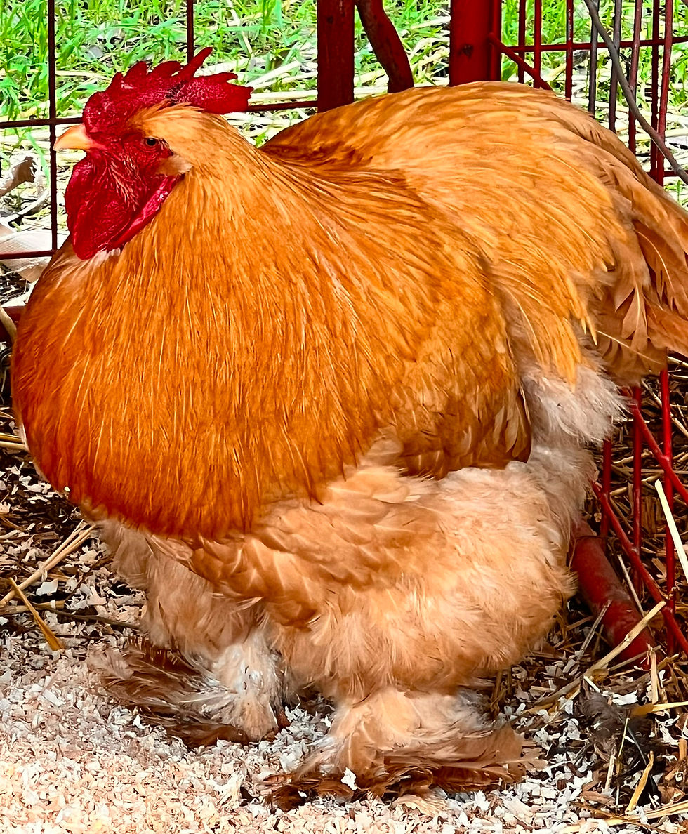Thumbnail: CHICKS- buff large fowl 6 pack