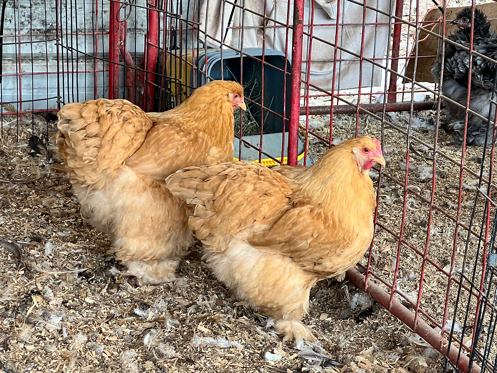 Thumbnail: MIXED DOZEN COCHIN hatching eggs, Free shipping