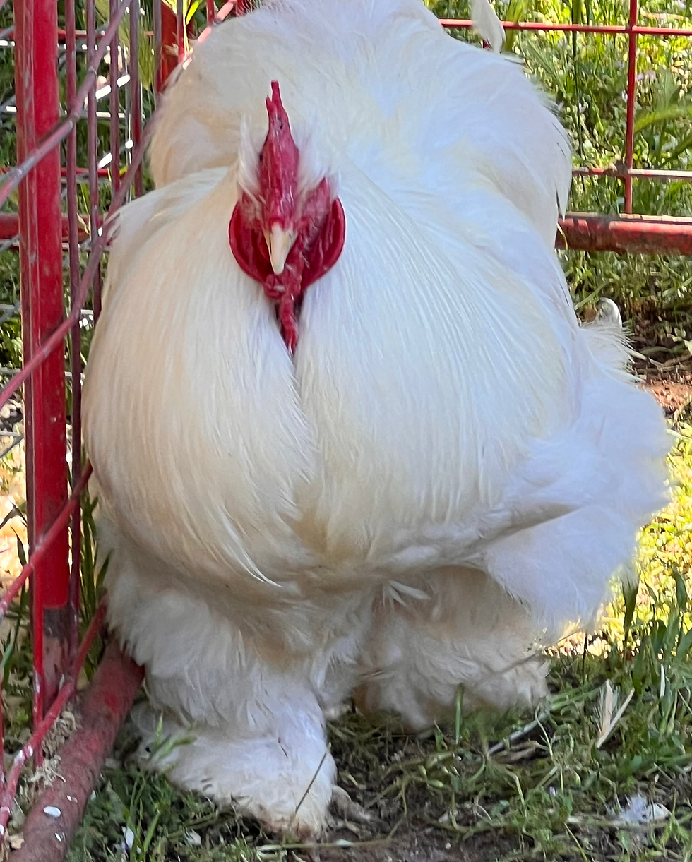 Thumbnail: Chicks-6 White Smooth NO FRIZZLE