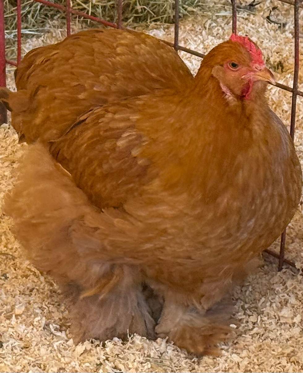 Thumbnail: CHICKS- buff large fowl 6 pack