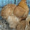 Thumbnail: CHICKS- buff large fowl 6 pack