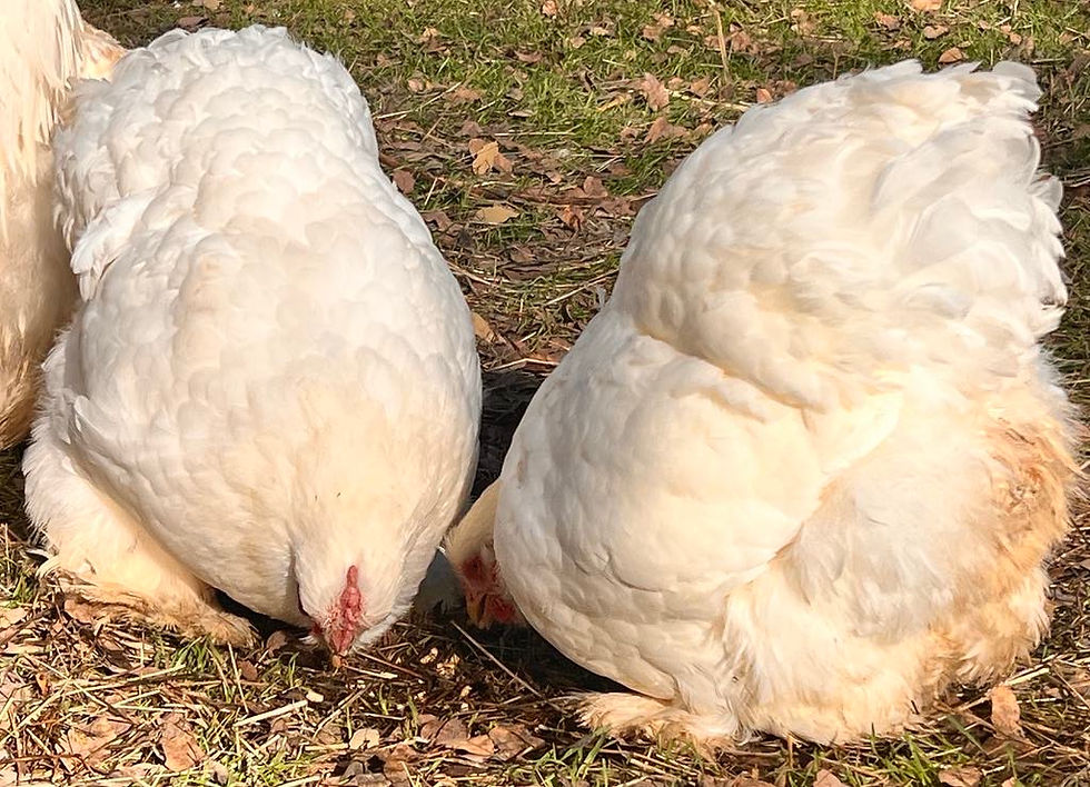 Thumbnail: Chicks-6 White Smooth NO FRIZZLE