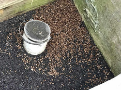 Millipede Infestation